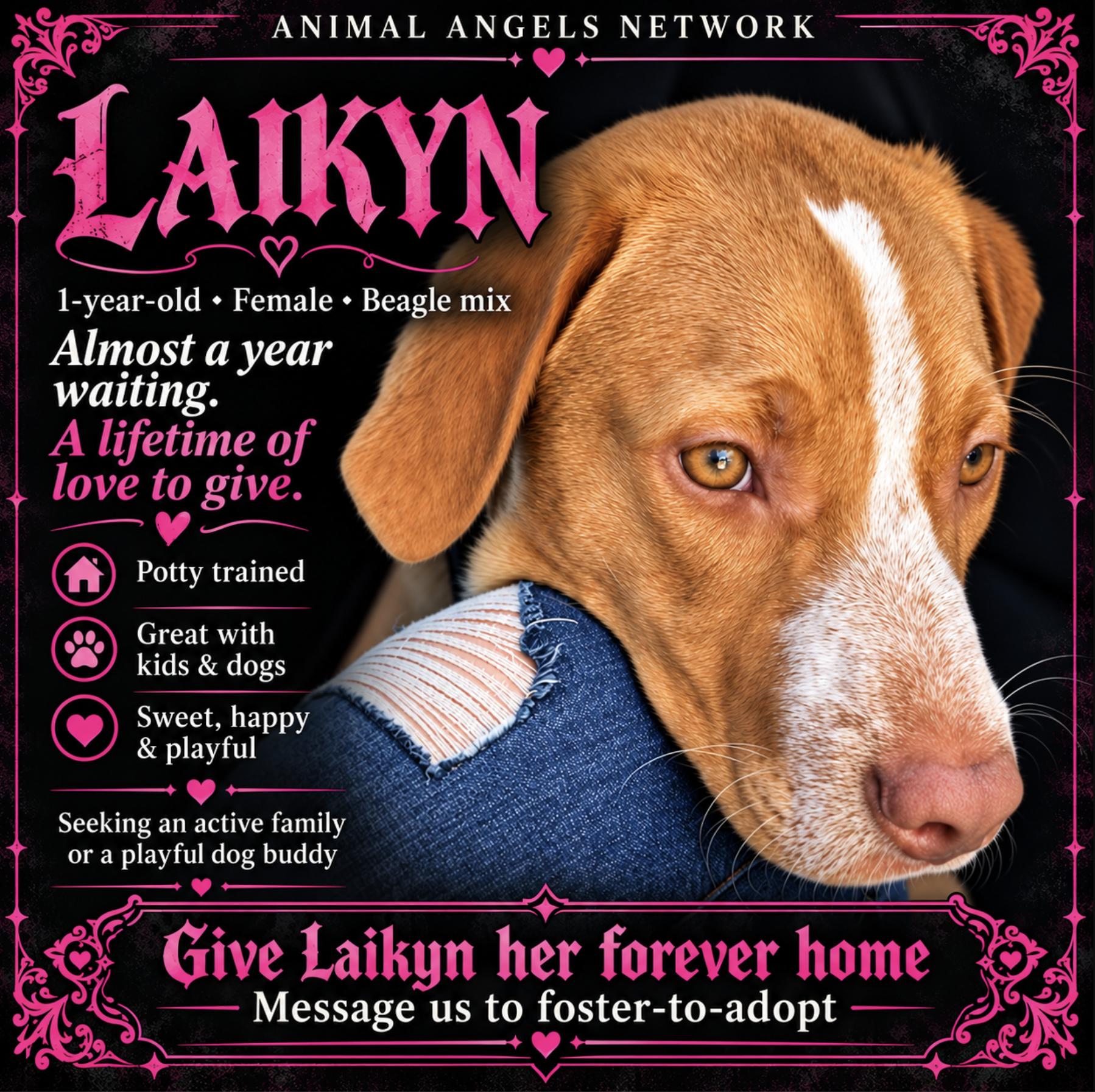 Enlarge Laikyn, a Adoptable mixed breed in Rogersville, MO image 1/3