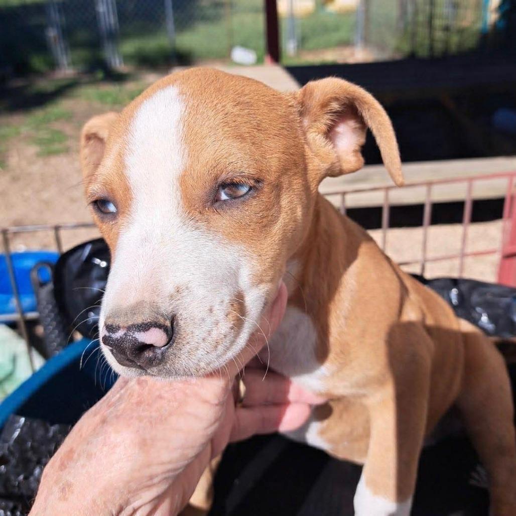 Enlarge Laikyn, a Adoptable mixed breed in Rogersville, MO image 3/3
