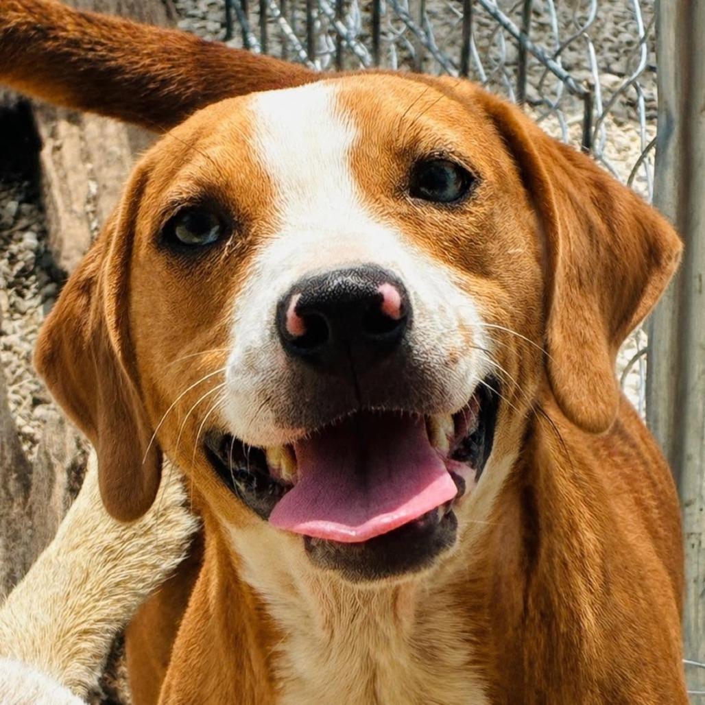 Enlarge Laikyn, a Adoptable mixed breed in Rogersville, MO image 2/3