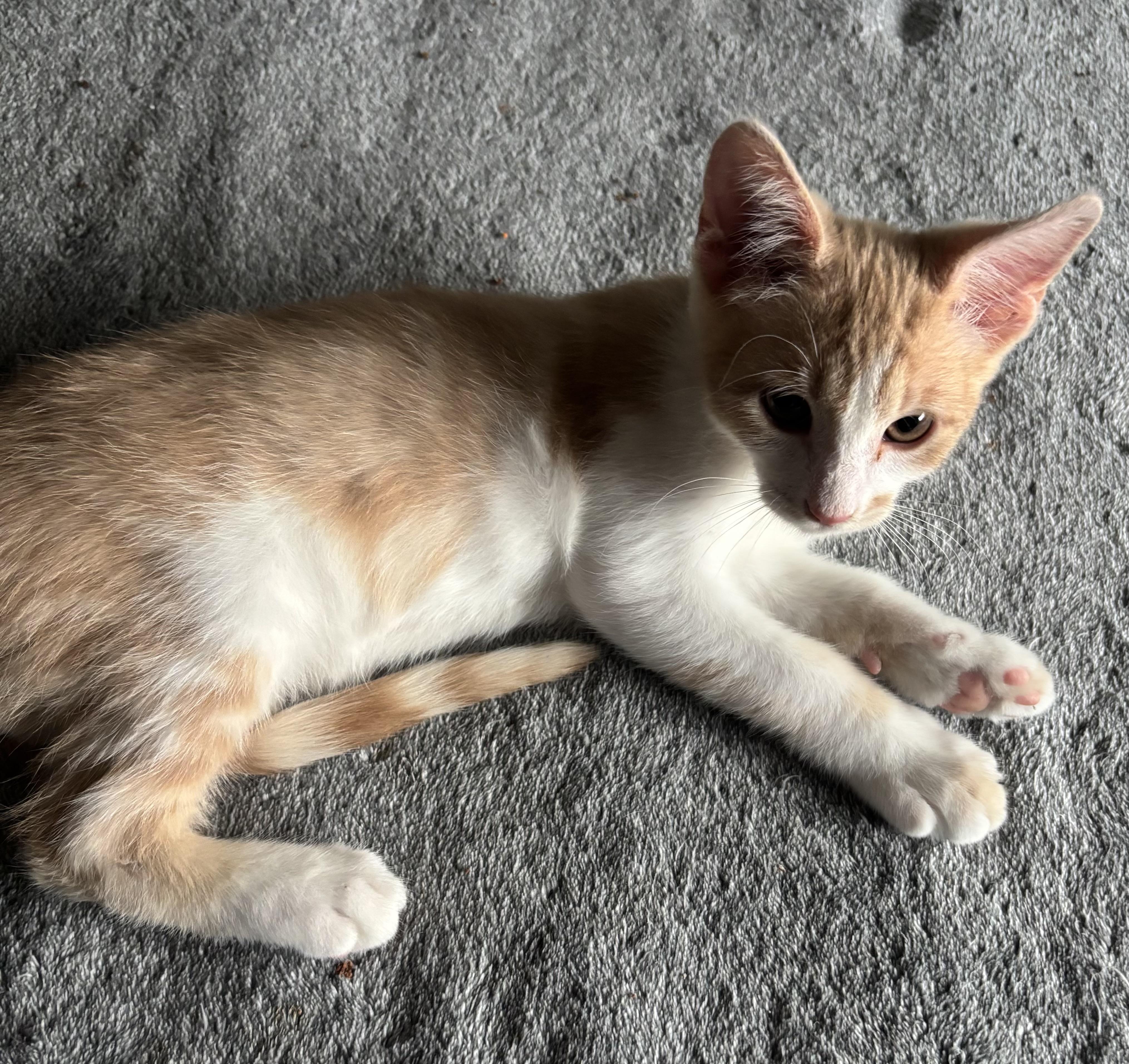 Pumpkin, ADOPTABLE, Kitten Male Domestic Short Hair.