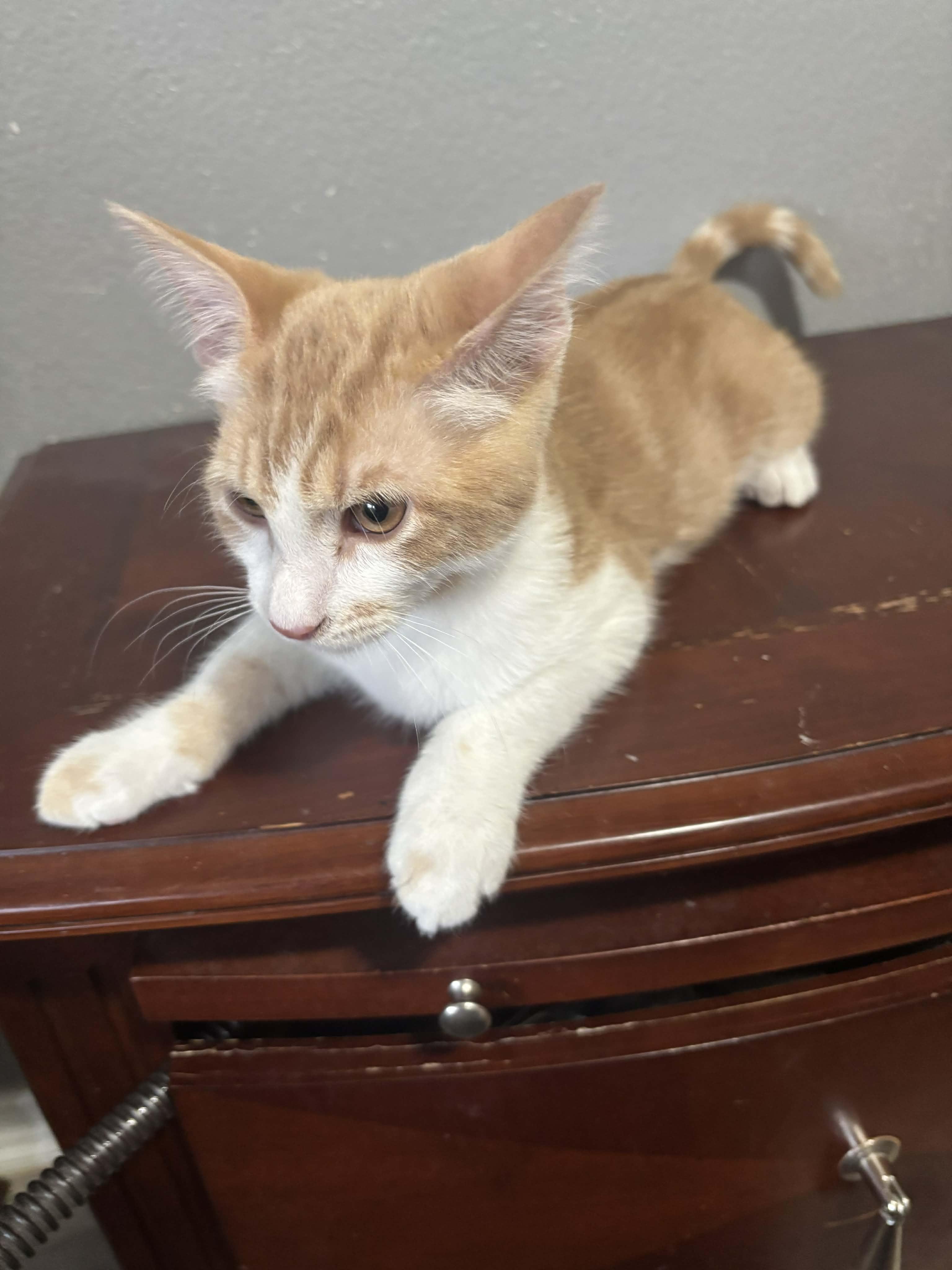 Pumpkin, a other mixed breed in Bonney Lake, WA image 4/4