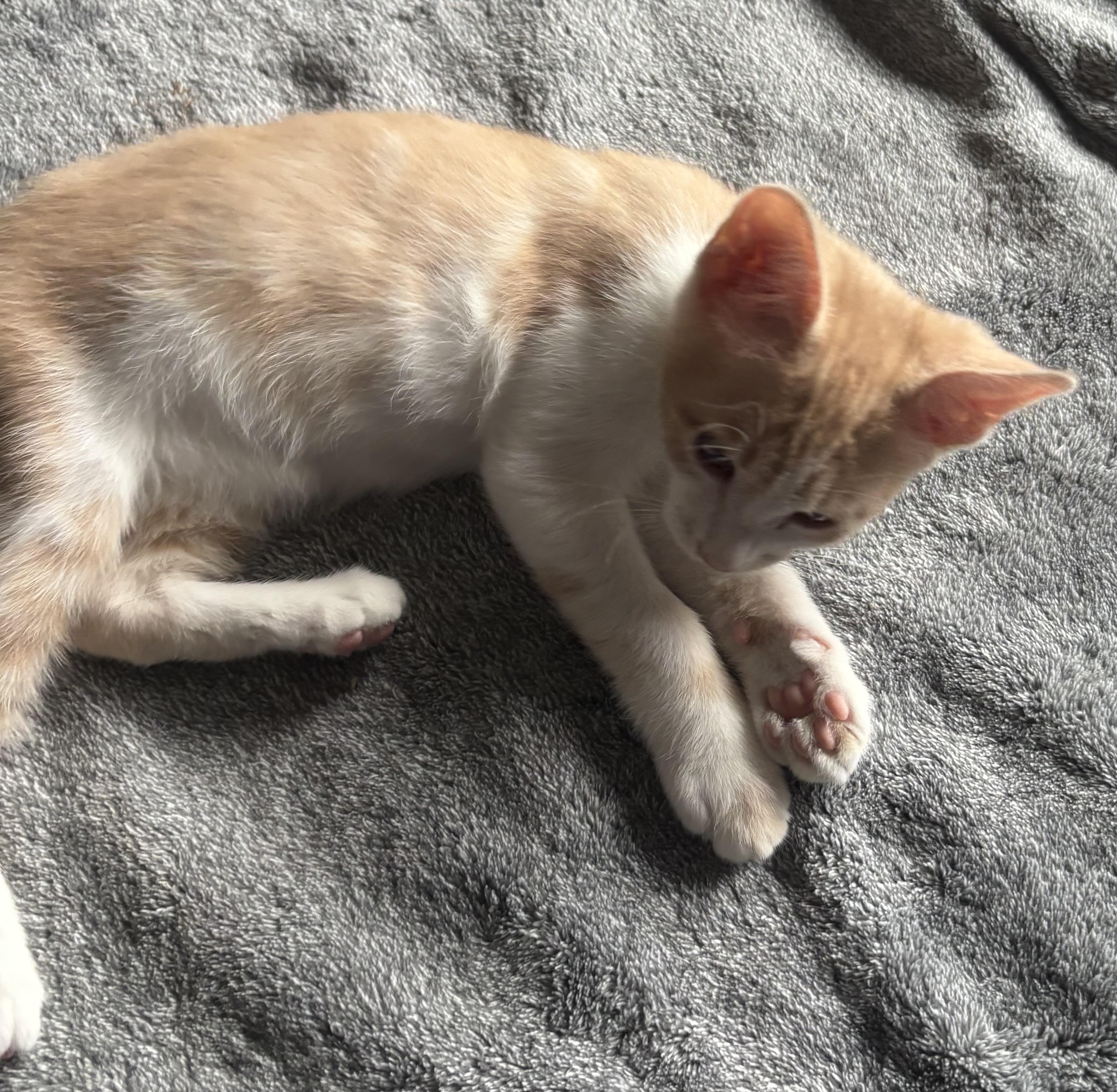 Pumpkin, a other mixed breed in Bonney Lake, WA image 3/4