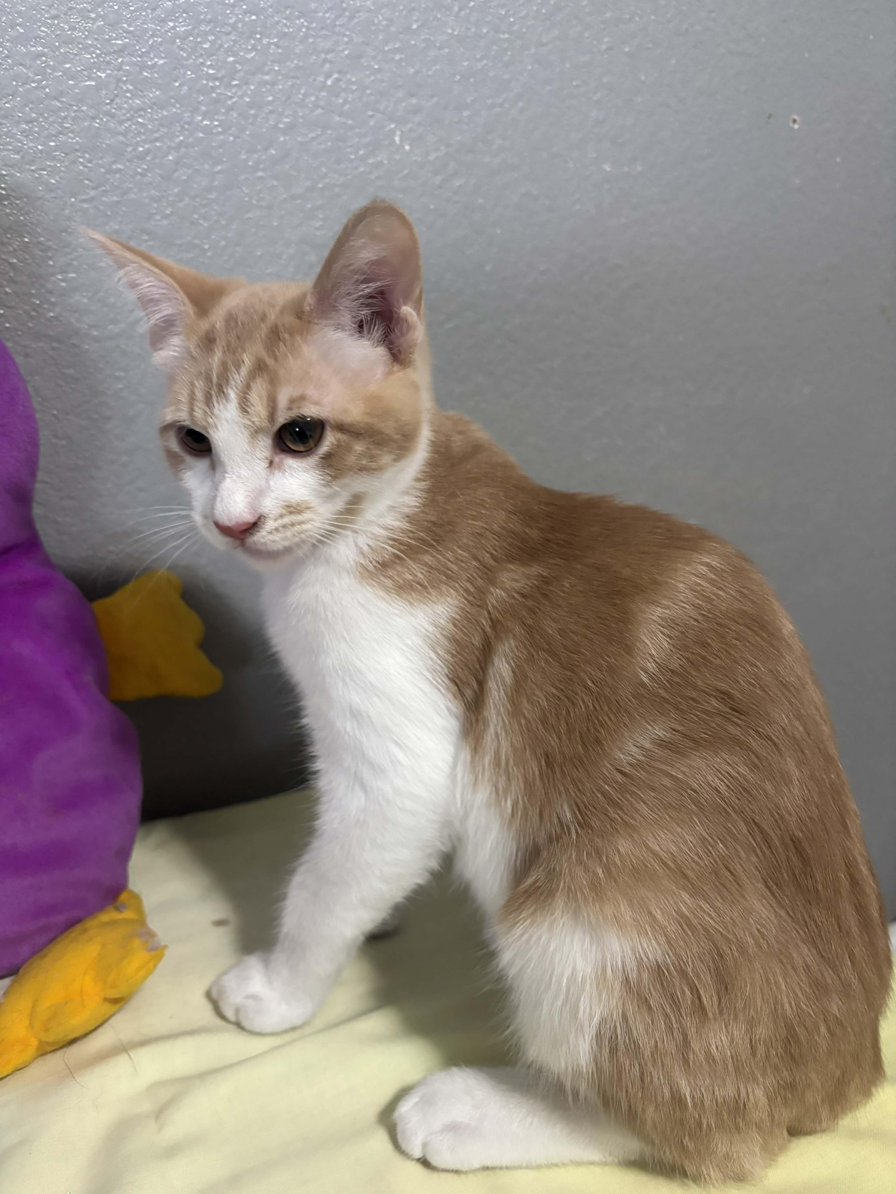 Pumpkin, a other mixed breed in Bonney Lake, WA image 1/4