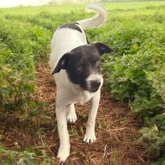 Snooky — thumbnail 5