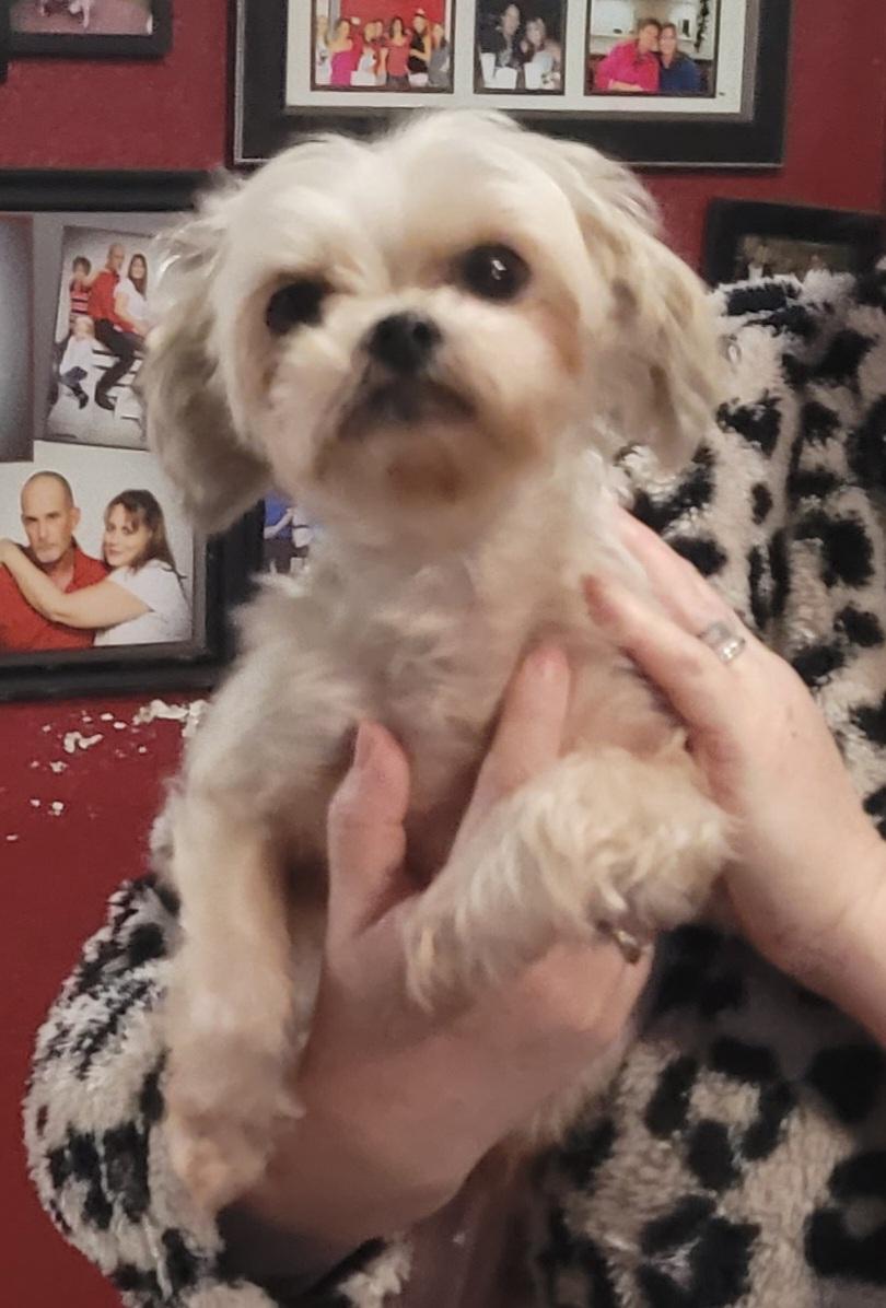 Enlarge Lulu, an adopted mixed breed in Chiefland, FL image 1/1