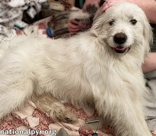 Enlarge Wally in TN - Gentle, Happy & Softhearted!, an adopted Great Pyrenees in Jackson, TN image 3/4
