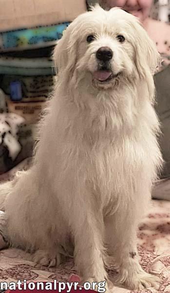 Enlarge Wally in TN - Gentle, Happy & Softhearted!, an adopted Great Pyrenees in Jackson, TN image 2/4