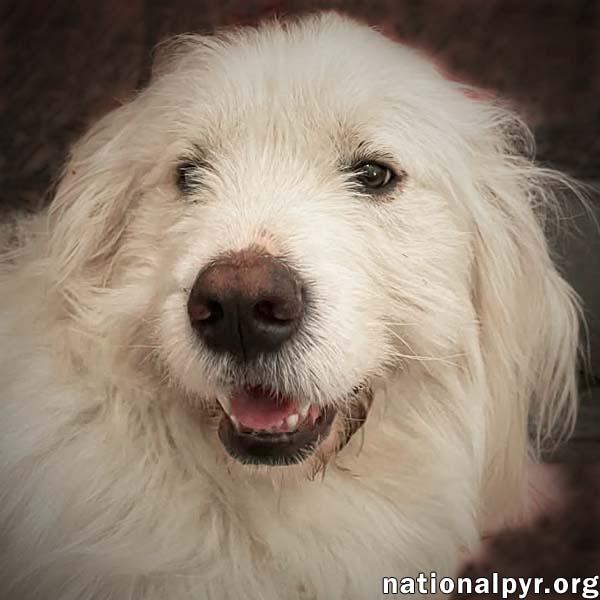 Wally in TN - Gentle, Happy & Softhearted!, adopted, Young Male Great Pyrenees.