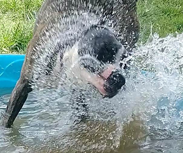 Bark Twain, a Adoptable mixed breed in Stuarts Draft, VA image 1/6