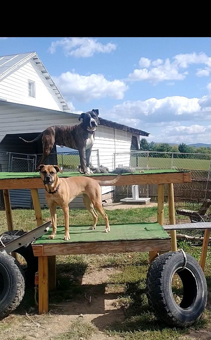 Bark Twain, a Adoptable mixed breed in Stuarts Draft, VA image 2/6
