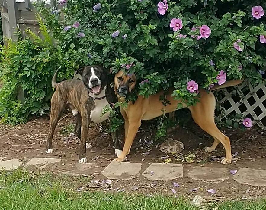 Bark Twain, a Adoptable mixed breed in Stuarts Draft, VA image 3/6