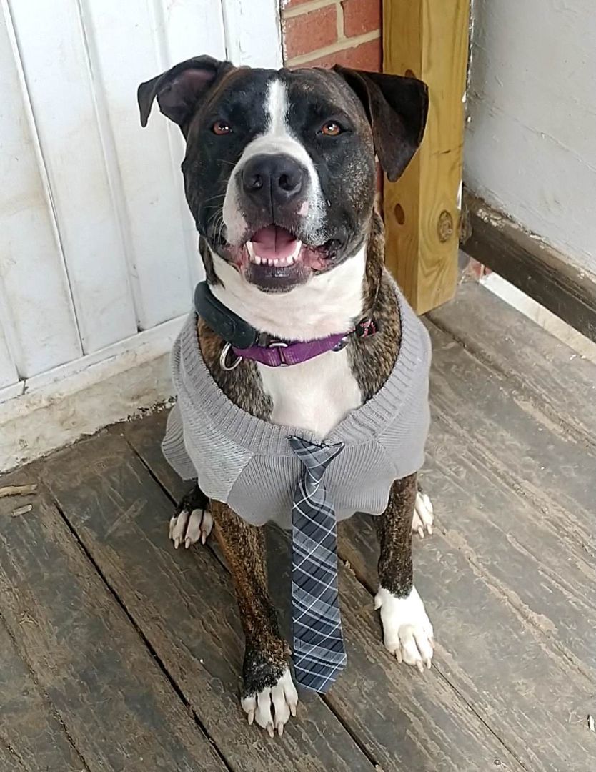 Bark Twain, a Adoptable mixed breed in Stuarts Draft, VA image 4/6