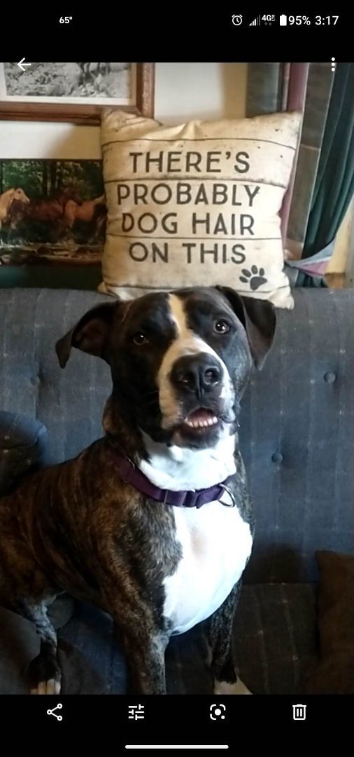 Bark Twain, a Adoptable mixed breed in Stuarts Draft, VA image 5/6