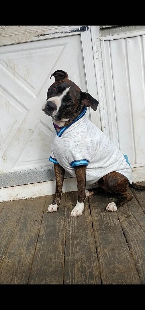 Bark Twain, a Adoptable mixed breed in Stuarts Draft, VA image 6/6