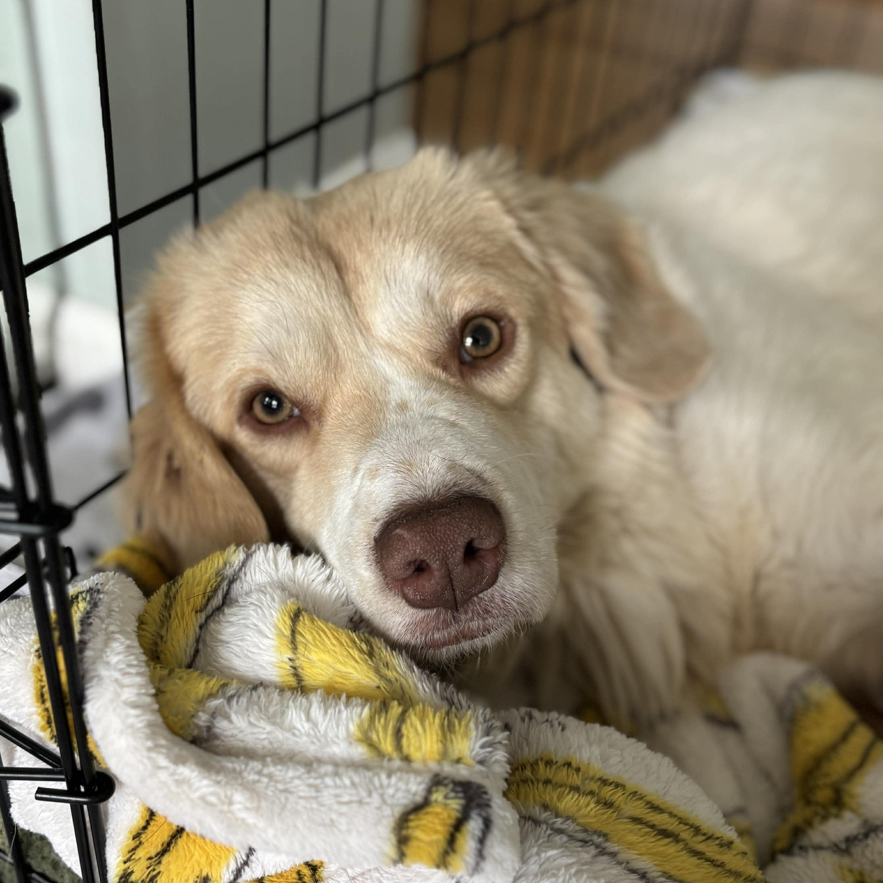 Enlarge Cuddles, a ADOPTABLE mixed breed in Rochester, NY image 3/6