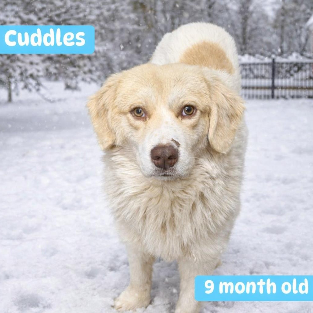 Enlarge Cuddles, a ADOPTABLE mixed breed in Rochester, NY image 6/6