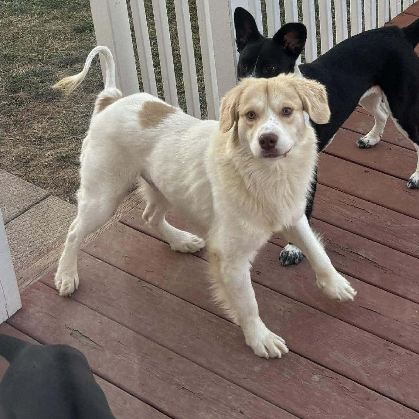 Enlarge Cuddles, a ADOPTABLE mixed breed in Rochester, NY image 1/6