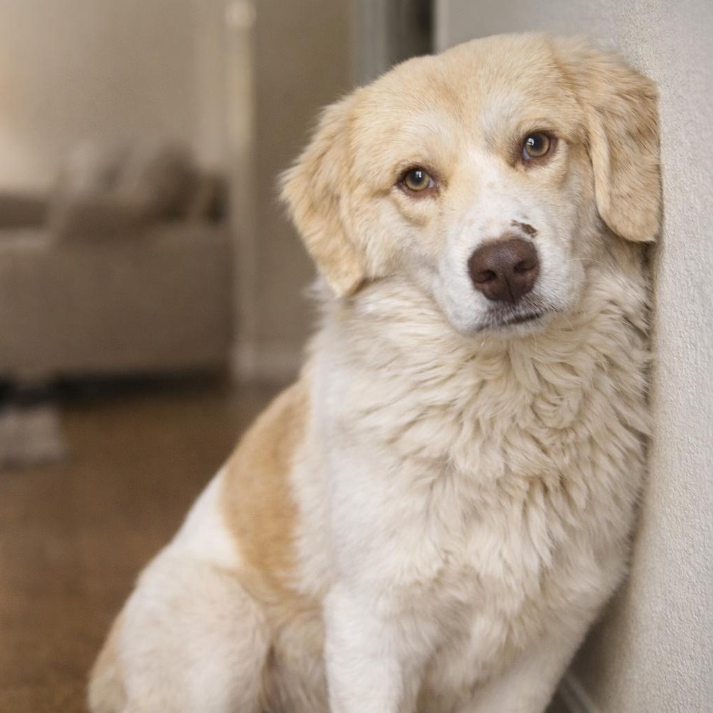 Enlarge Cuddles, a ADOPTABLE mixed breed in Rochester, NY image 2/6