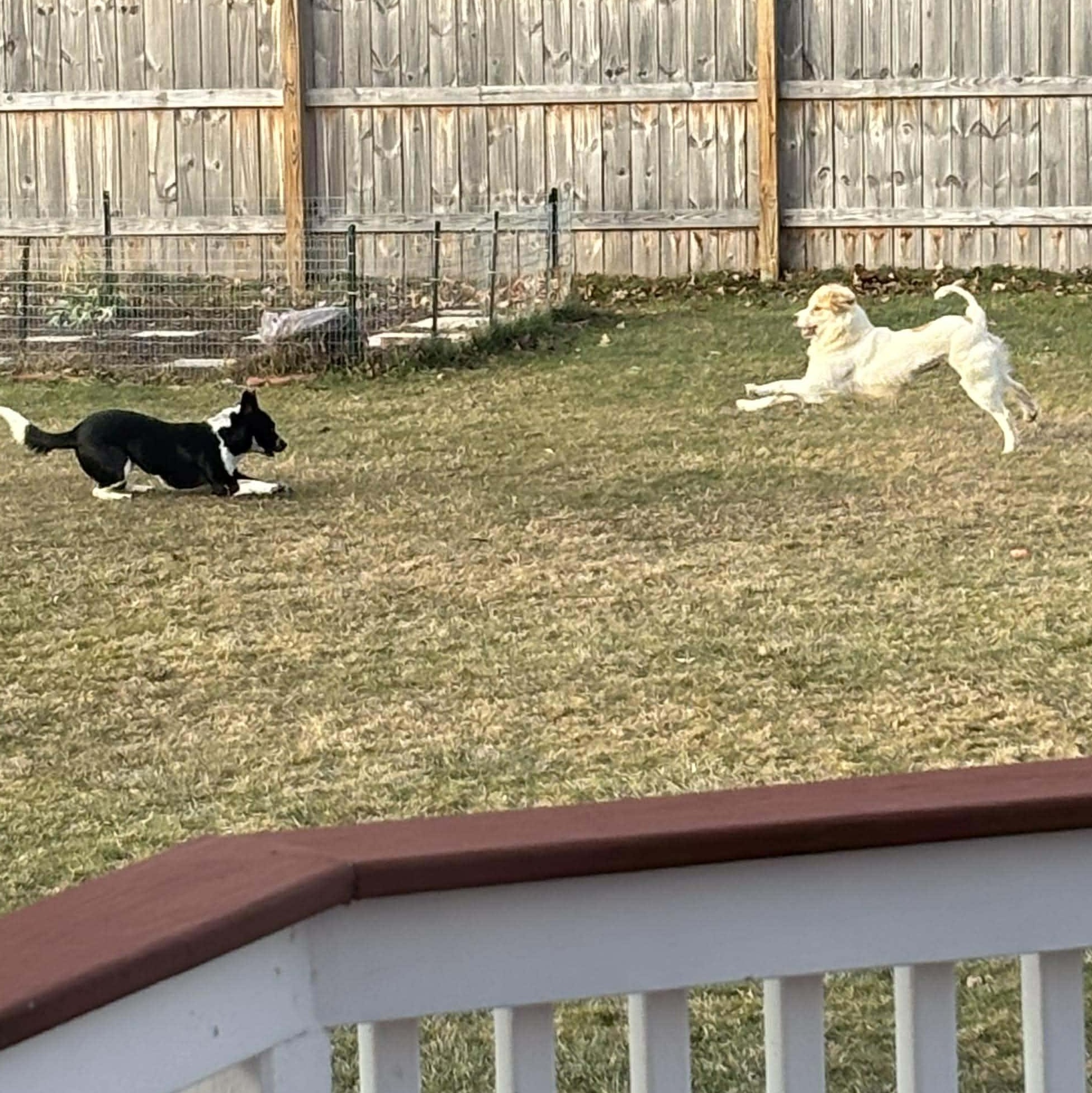 Enlarge Cuddles, a ADOPTABLE mixed breed in Rochester, NY image 5/6