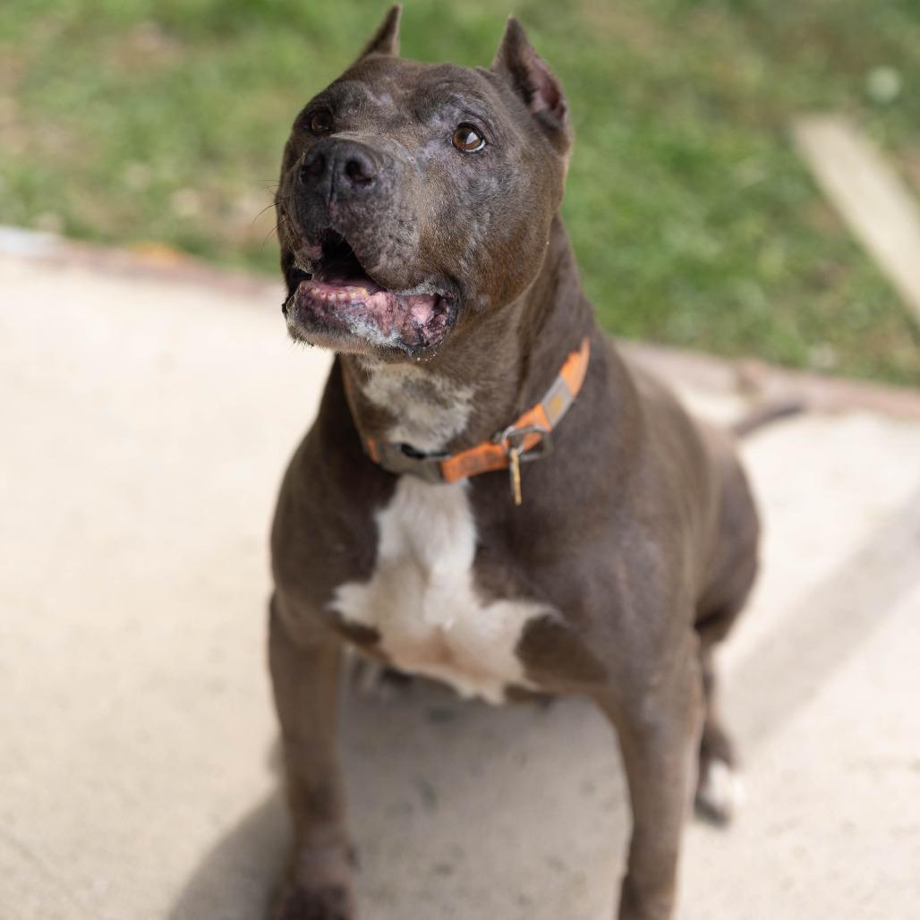 Isabella, Adoptable, Senior Female Pit Bull Terrier & Pit Bull Terrier.