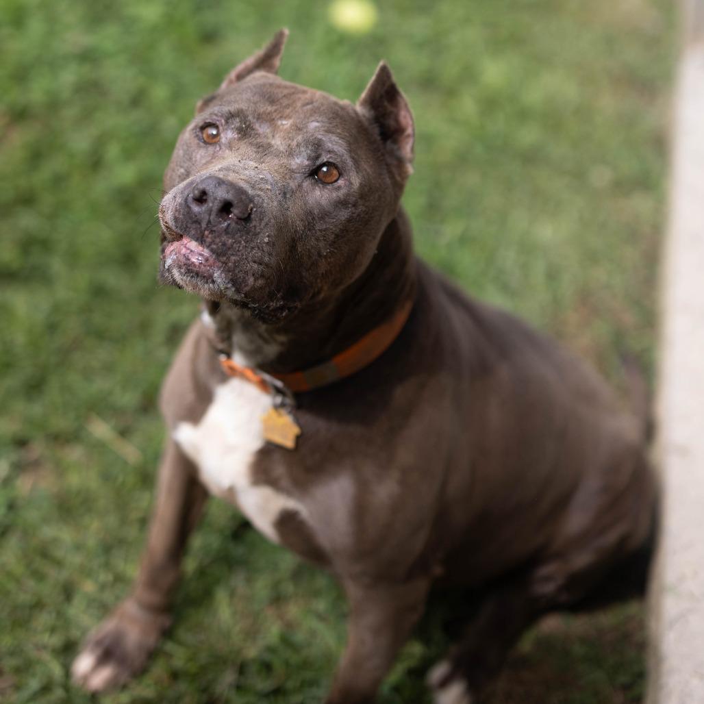 Isabella, a Adoptable mixed breed in Talbott, TN image 2/3