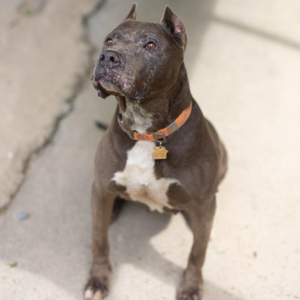 Isabella, a Adoptable mixed breed in Talbott, TN image 3/3