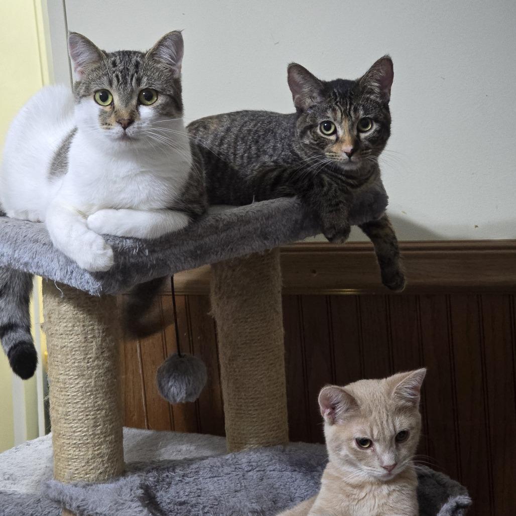 Enlarge Fia C10998, a Adoptable Domestic Short Hair in Blaine, MN image 1/6