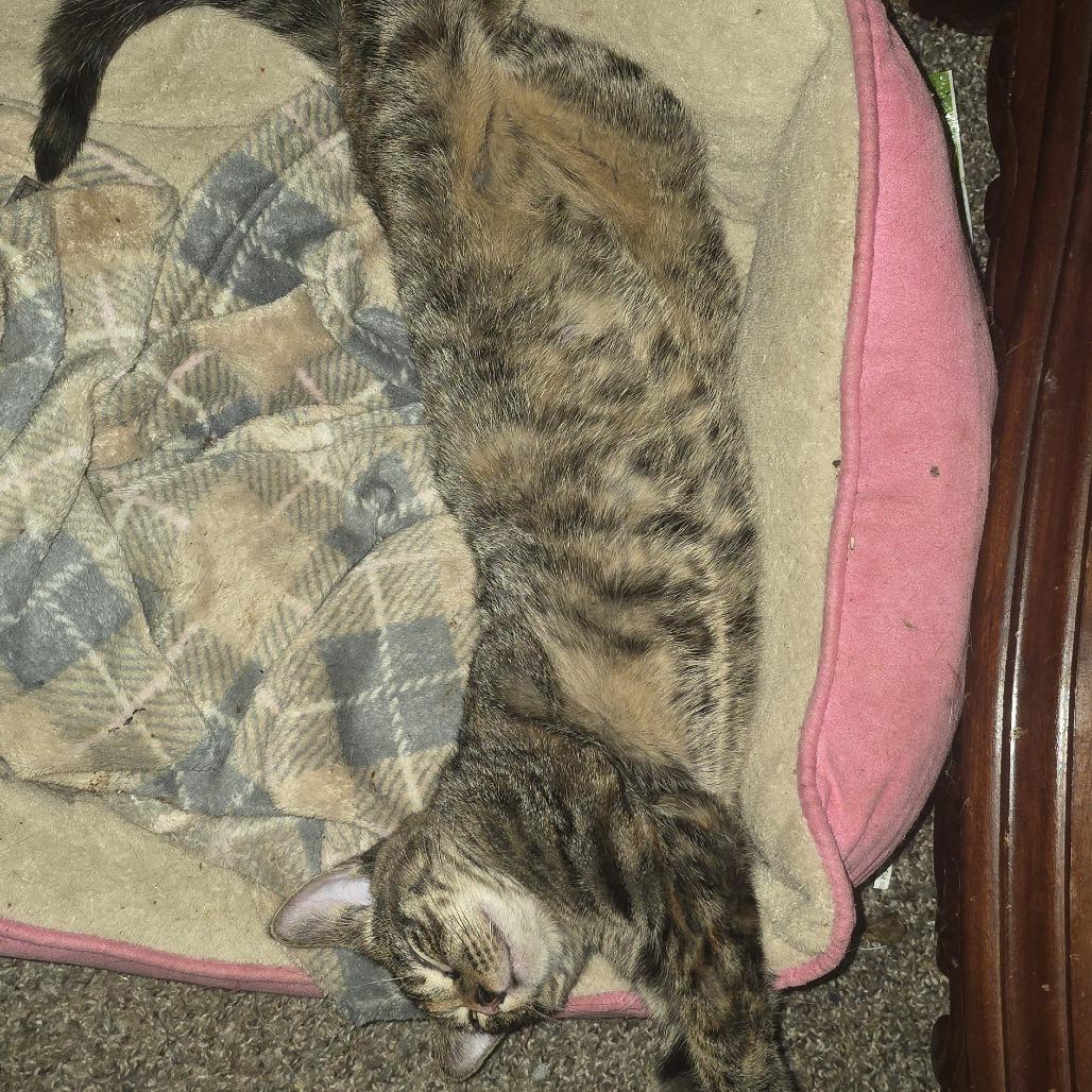 Enlarge Fia C10998, a Adoptable Domestic Short Hair in Blaine, MN image 2/6