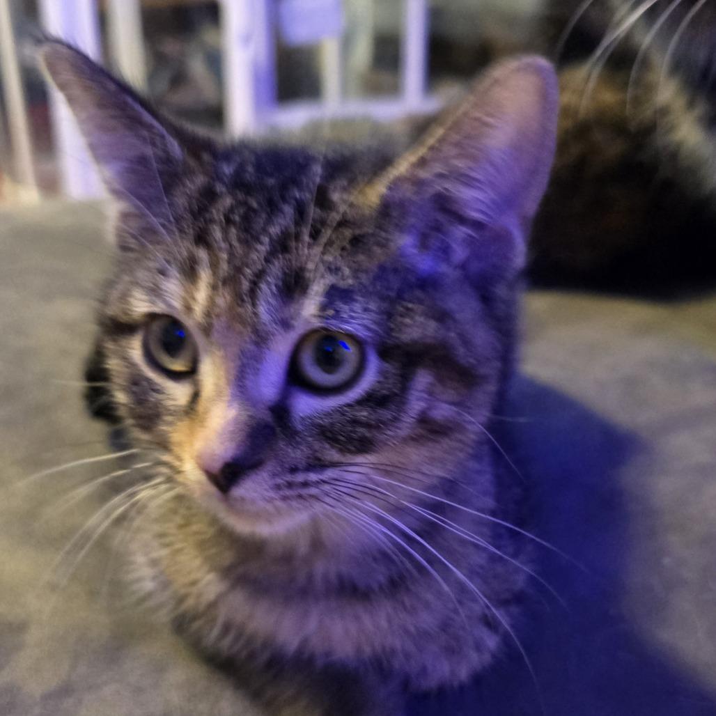 Enlarge Fia C10998, a Adoptable Domestic Short Hair in Blaine, MN image 3/6