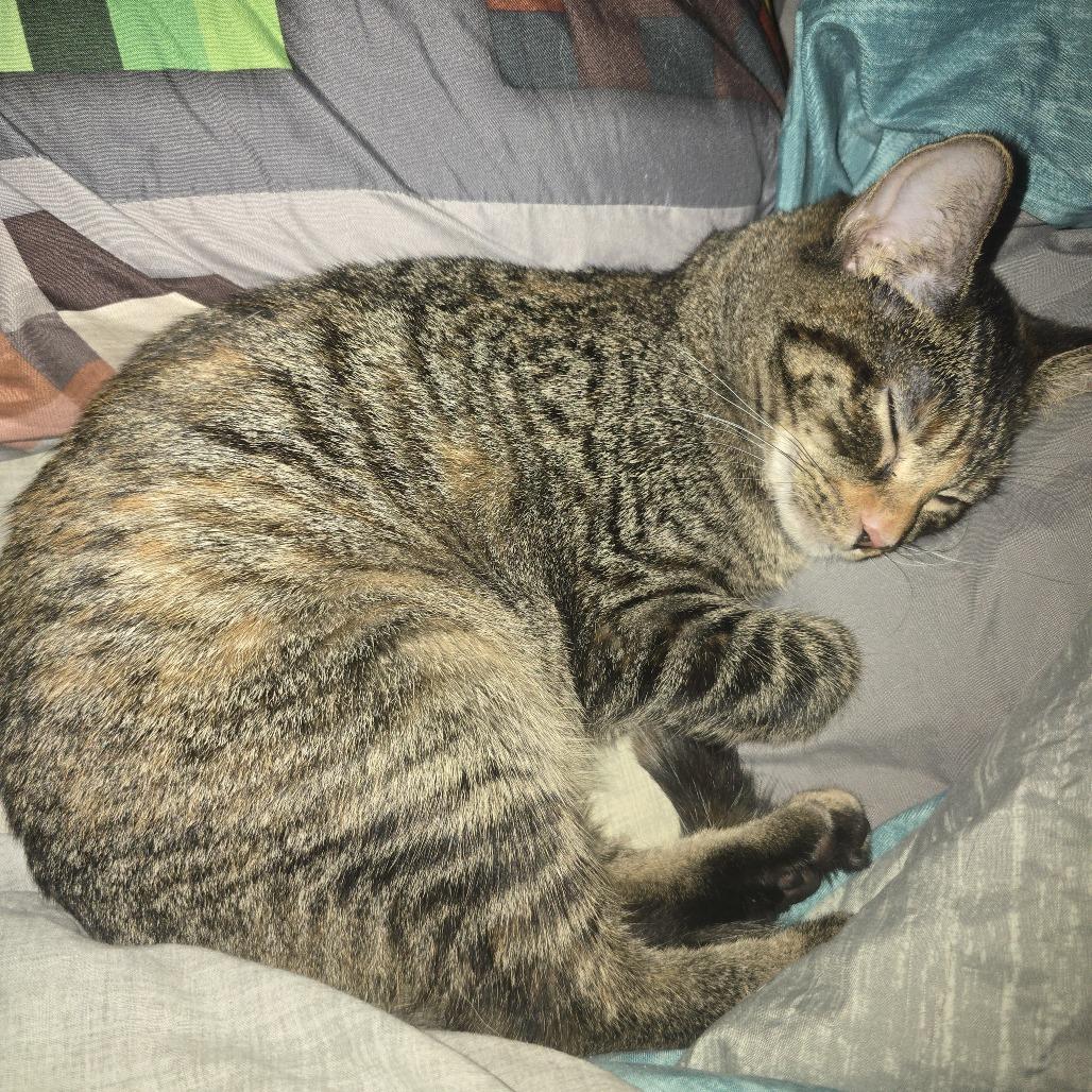Enlarge Fia C10998, a Adoptable Domestic Short Hair in Blaine, MN image 4/6
