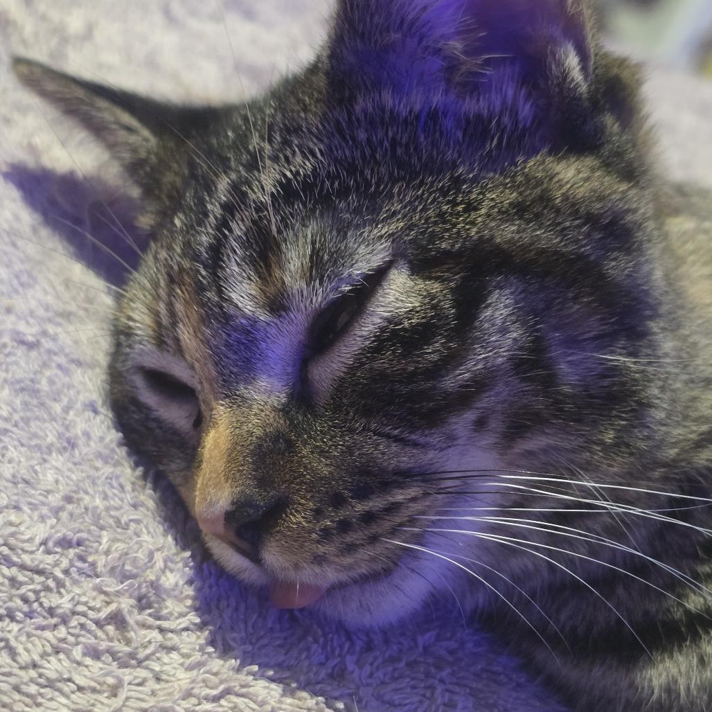 Enlarge Fia C10998, a Adoptable Domestic Short Hair in Blaine, MN image 5/6