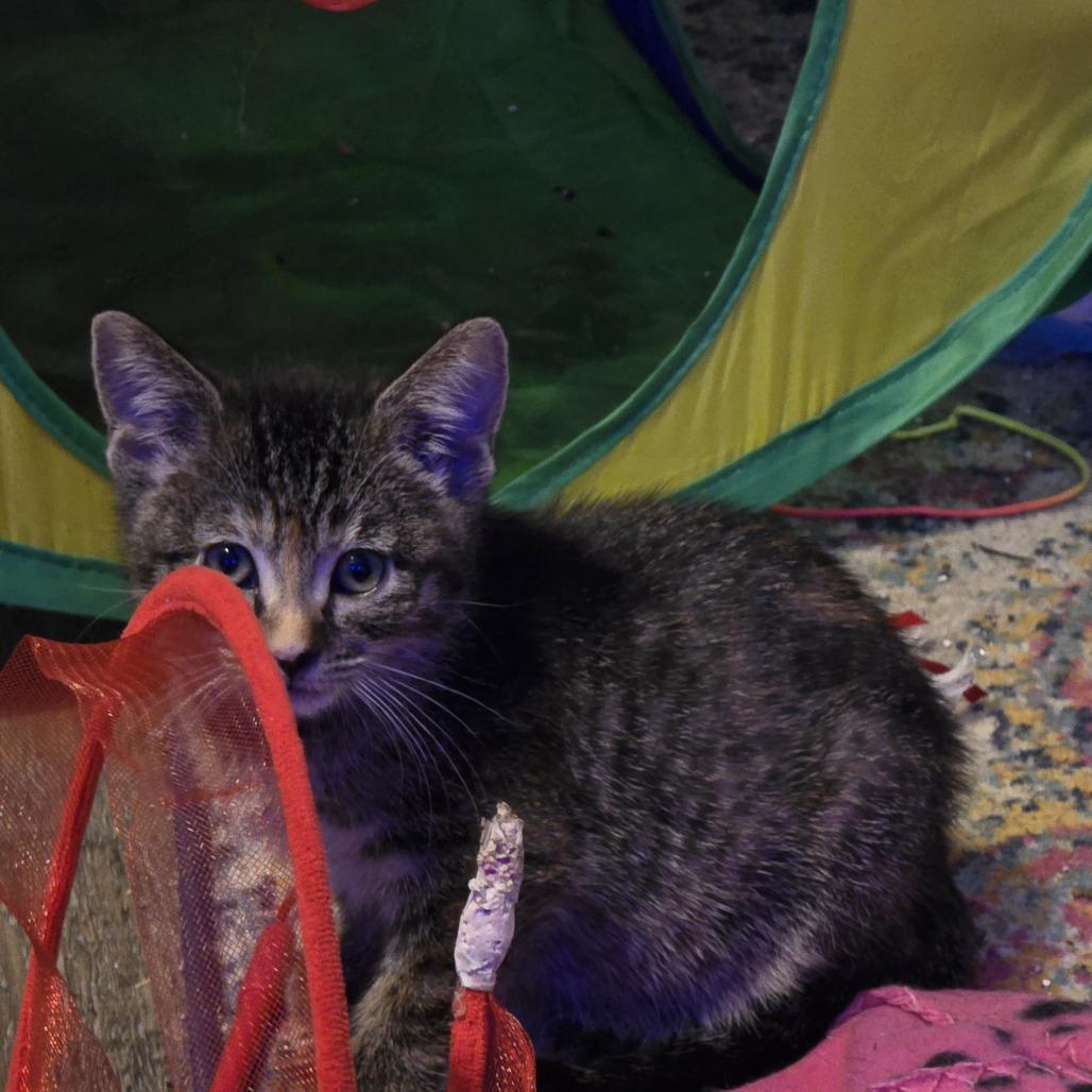Enlarge Fia C10998, a Adoptable Domestic Short Hair in Blaine, MN image 6/6