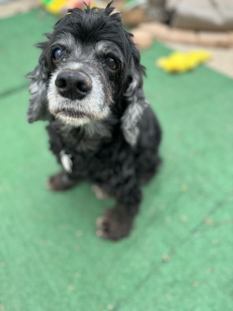 Leif, a Adoptable Cocker Spaniel in Austin, TX image 1/4