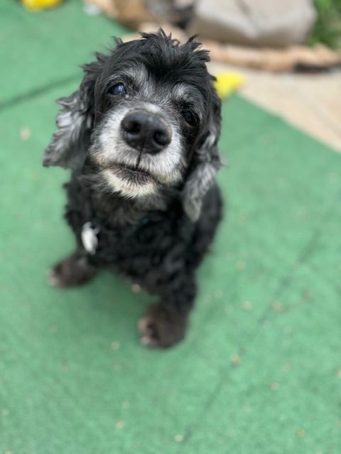 Leif, a Adoptable Cocker Spaniel in Austin, TX image 2/4