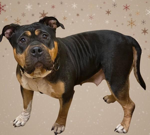 Nena, Adoptable, Adult Female American Bully.