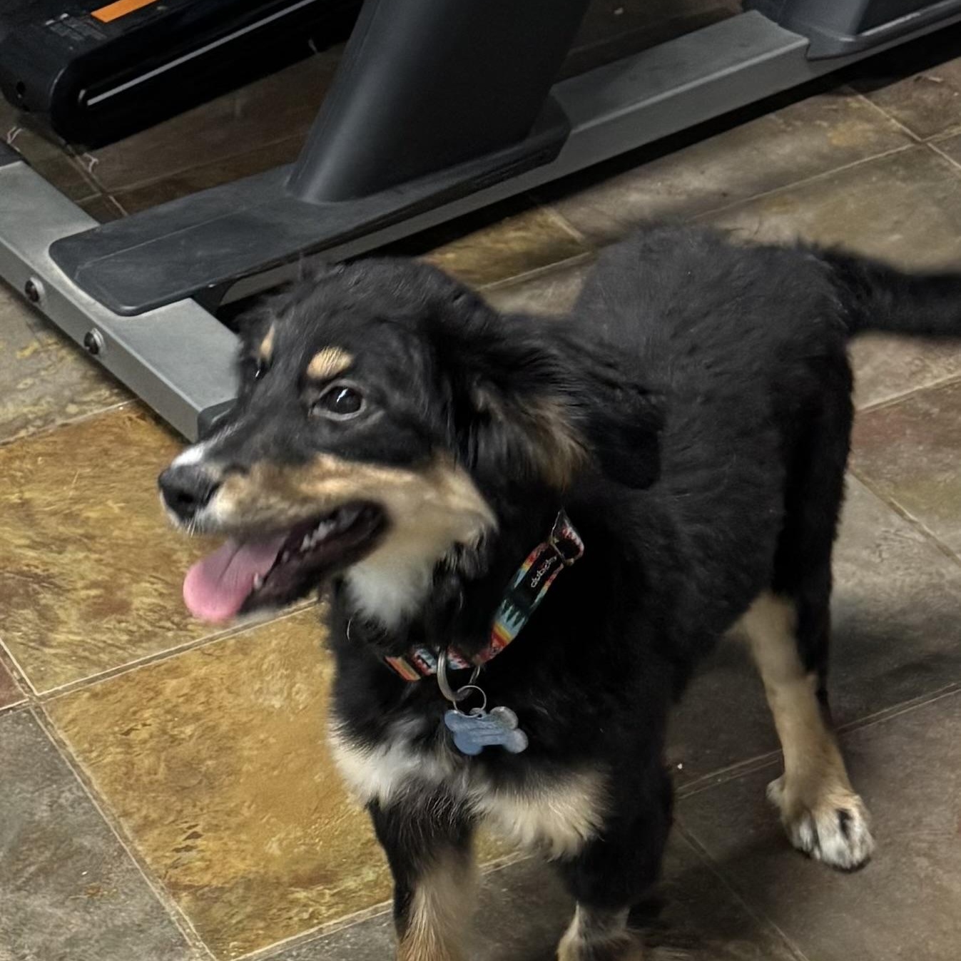 Quinn , an adoption pending mixed breed in Louisburg, KS image 1/6