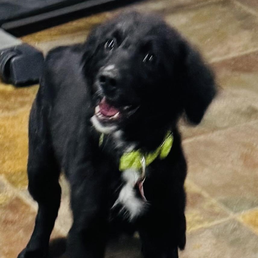 Quinn , an adoption pending mixed breed in Louisburg, KS image 4/6