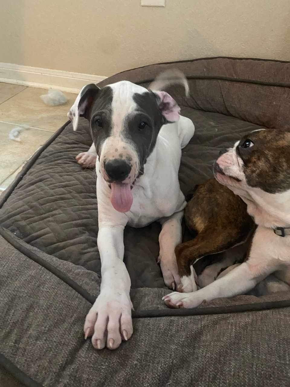 Jesse, a Adoptable mixed breed image 1/3