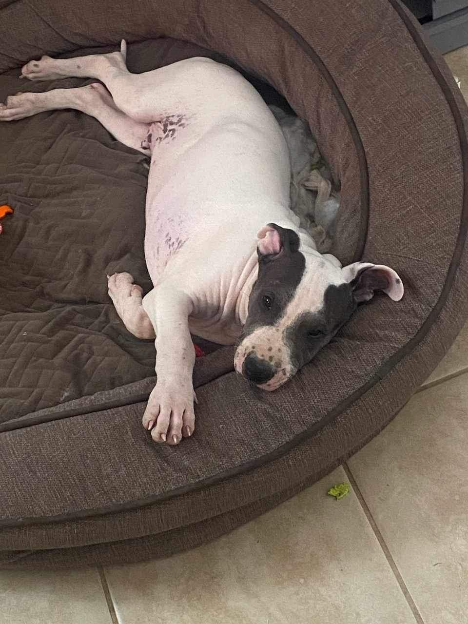 Jesse, a Adoptable mixed breed image 2/3