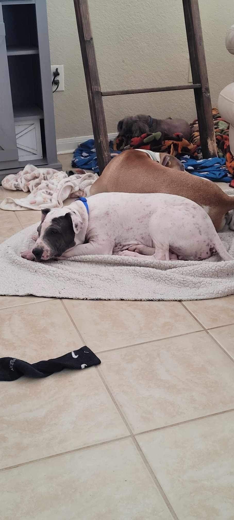 Jesse, a Adoptable mixed breed image 3/3