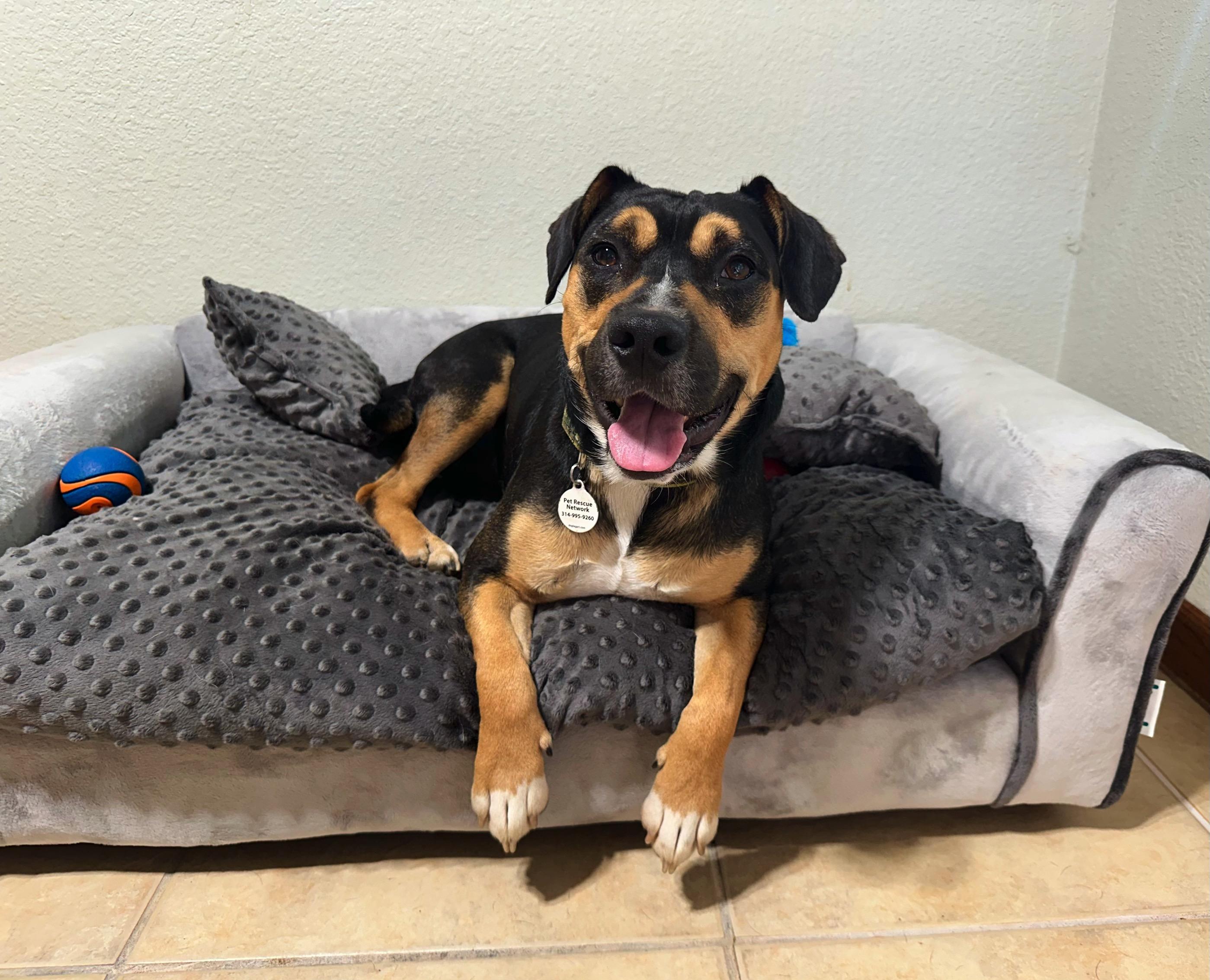 Fritz, a Adoptable mixed breed in High Ridge, MO image 2/5