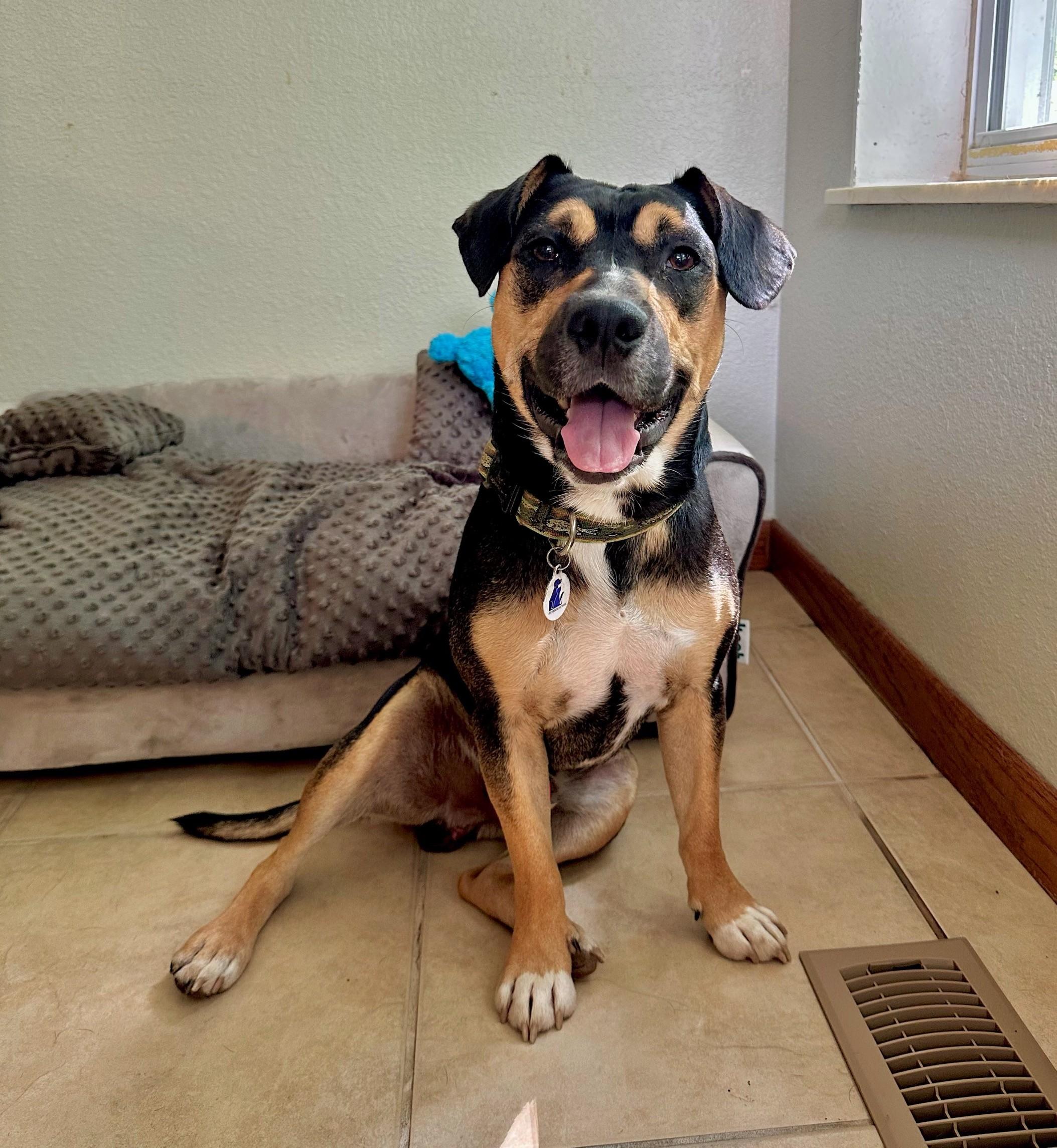 Fritz, a Adoptable mixed breed in High Ridge, MO image 1/5
