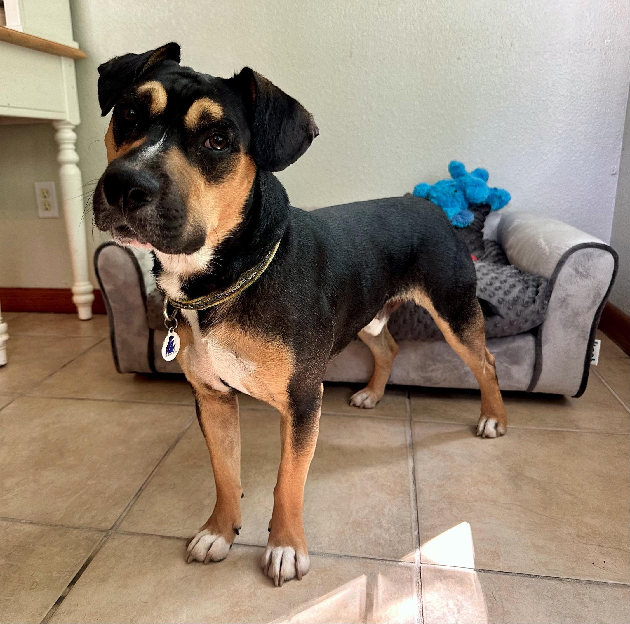 Fritz, a Adoptable mixed breed in High Ridge, MO image 3/5