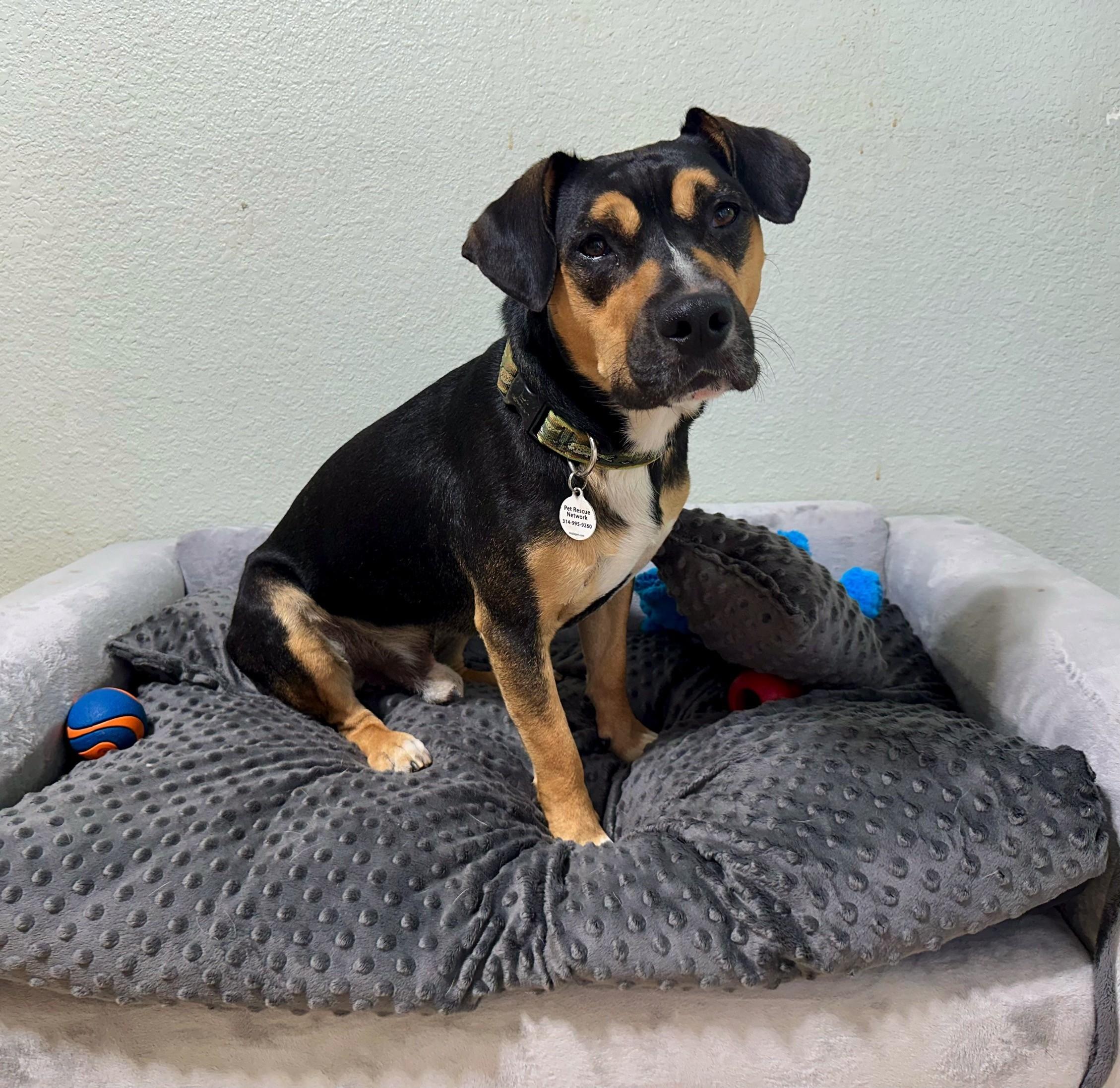 Fritz, a Adoptable mixed breed in High Ridge, MO image 4/5