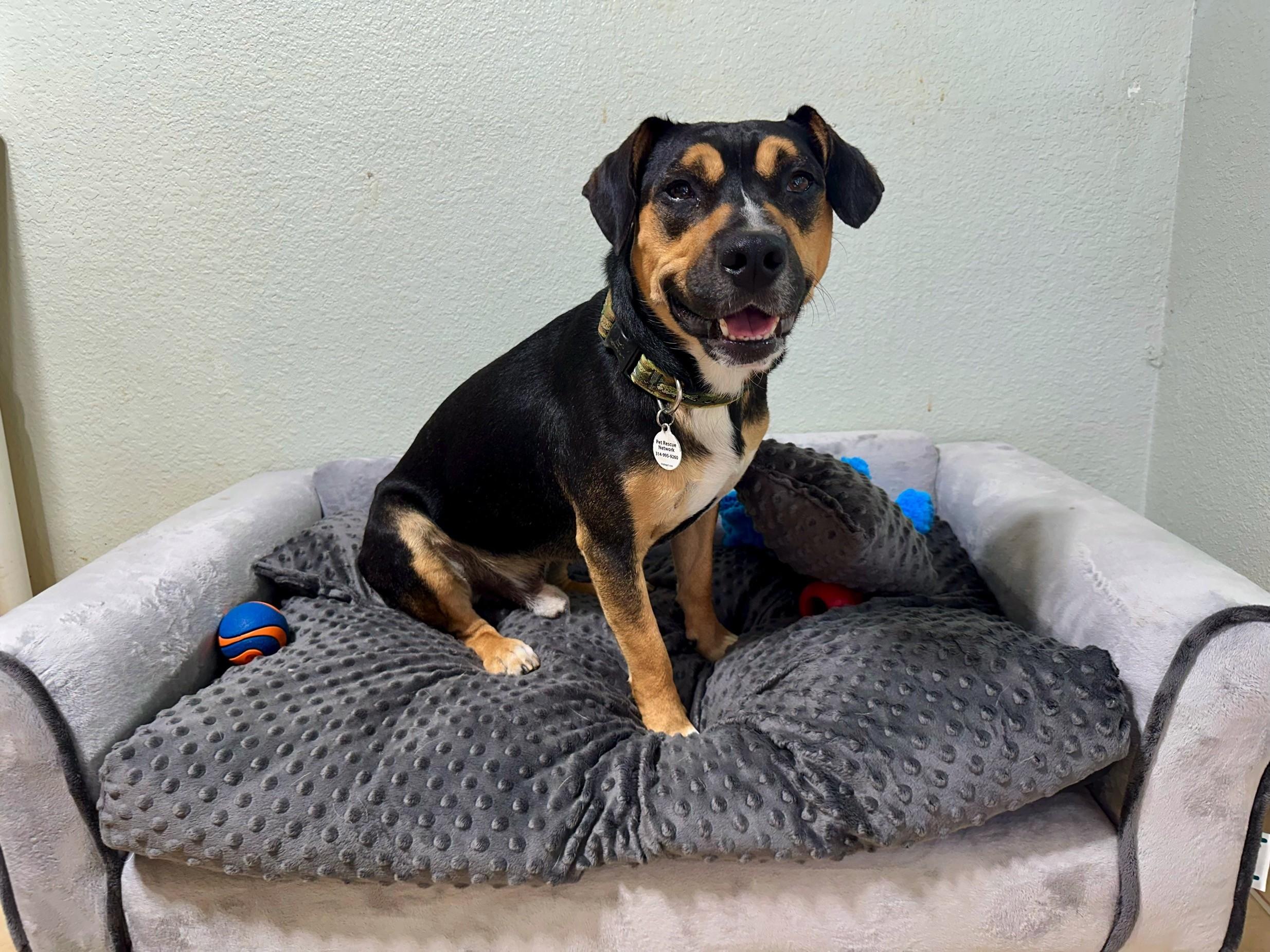 Fritz, a Adoptable mixed breed in High Ridge, MO image 5/5