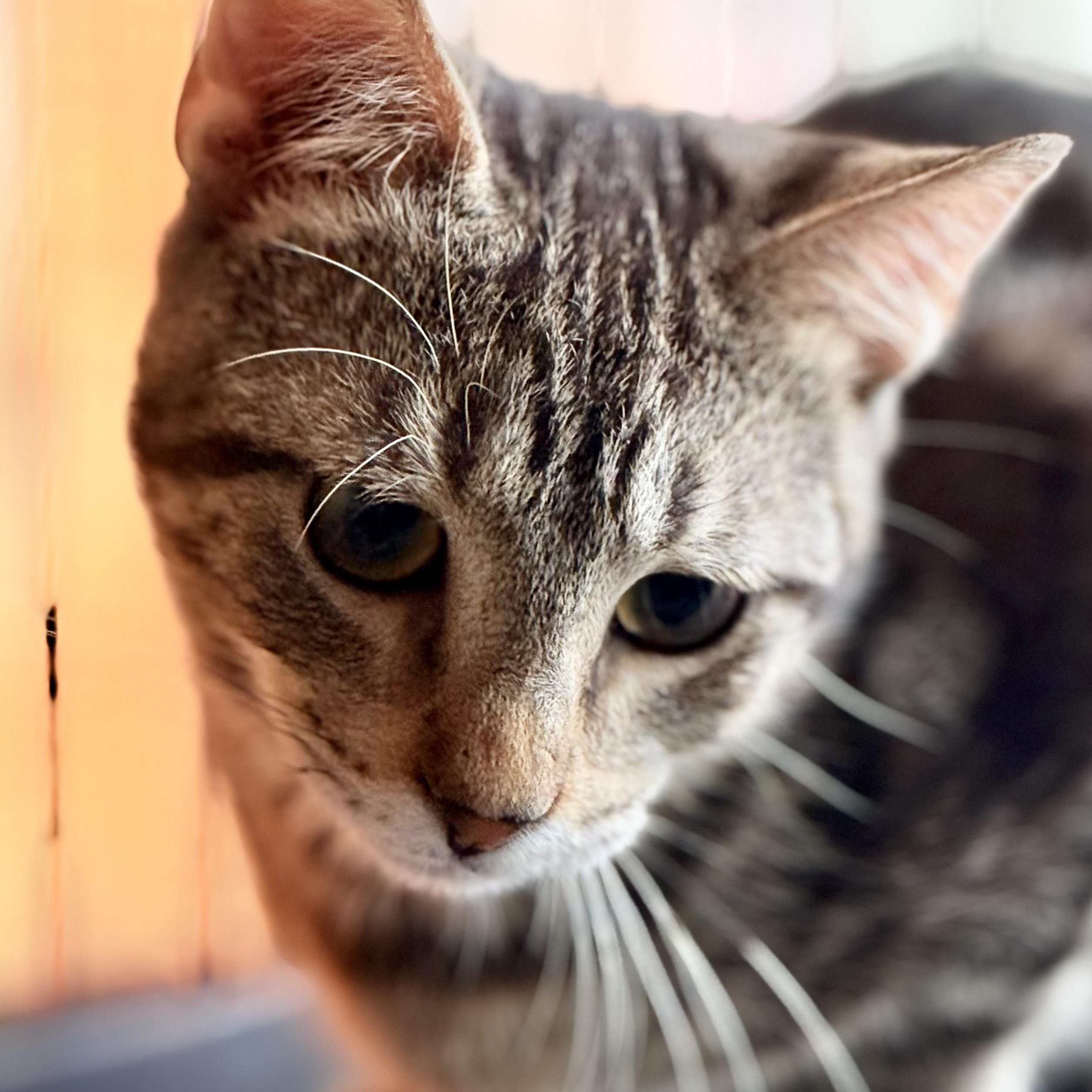 Barney, Adoptable, Kitten Male Domestic Short Hair & Tabby.