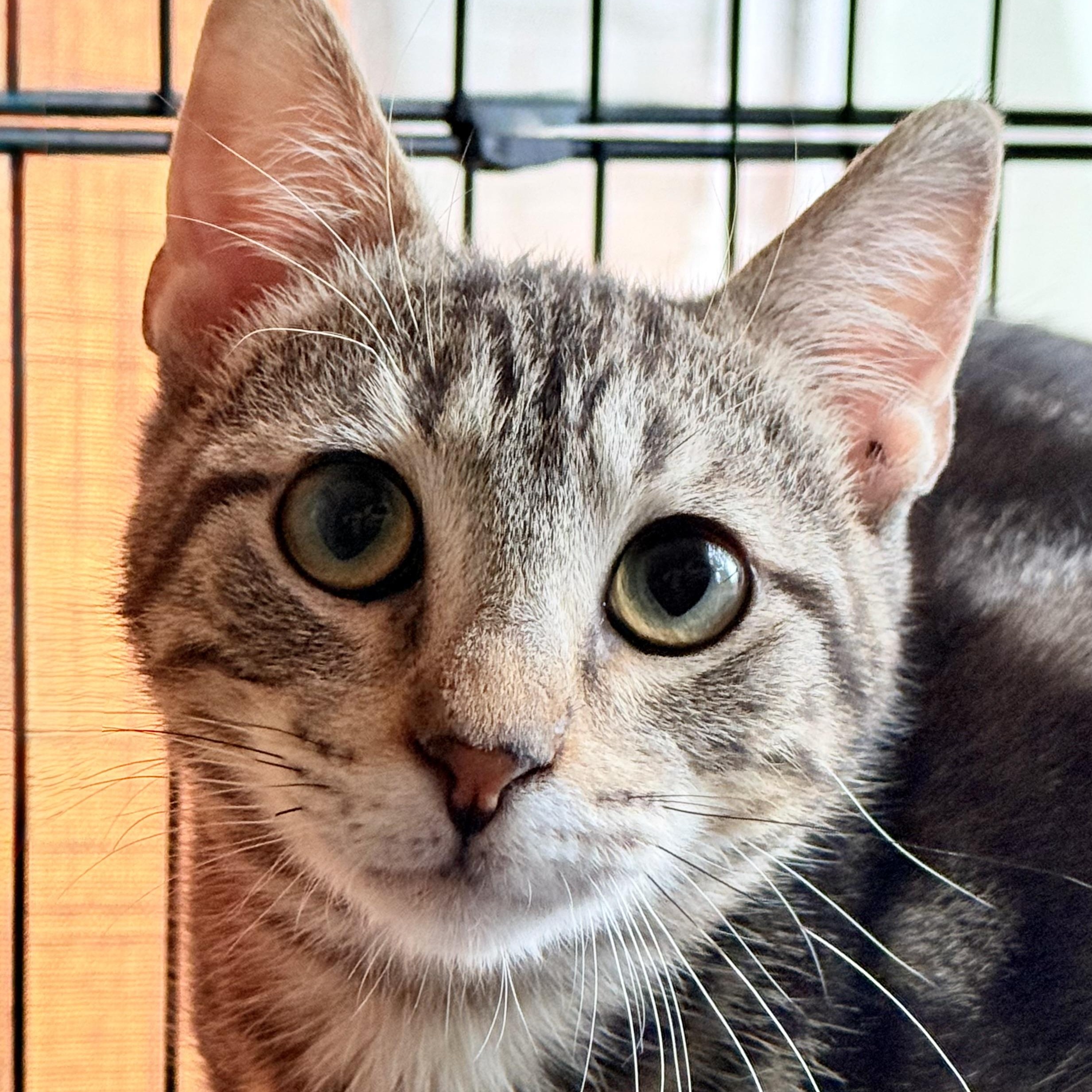 Enlarge Barney, a Adoptable mixed breed in Latham, NY image 5/6