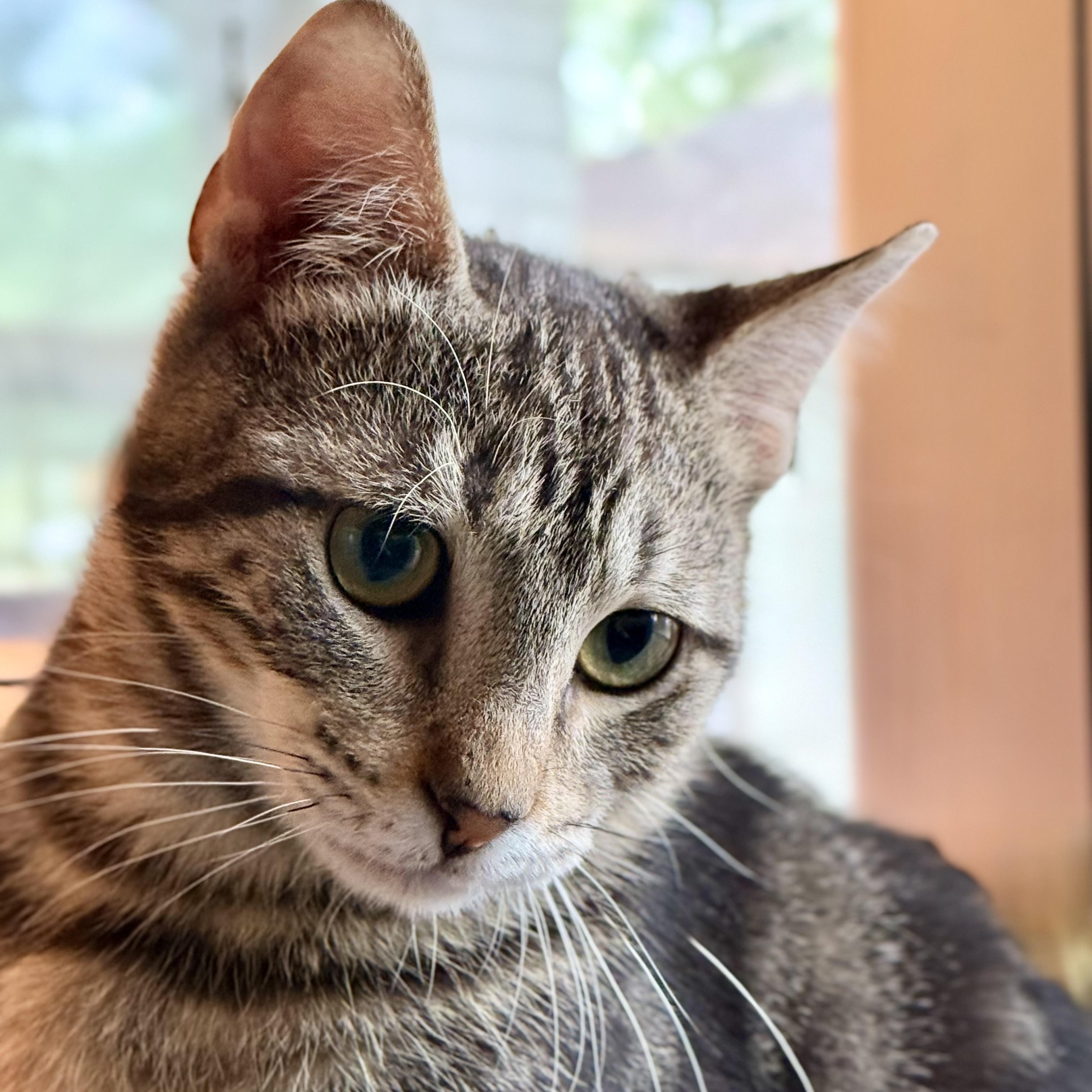 Enlarge Barney, a Adoptable mixed breed in Latham, NY image 6/6