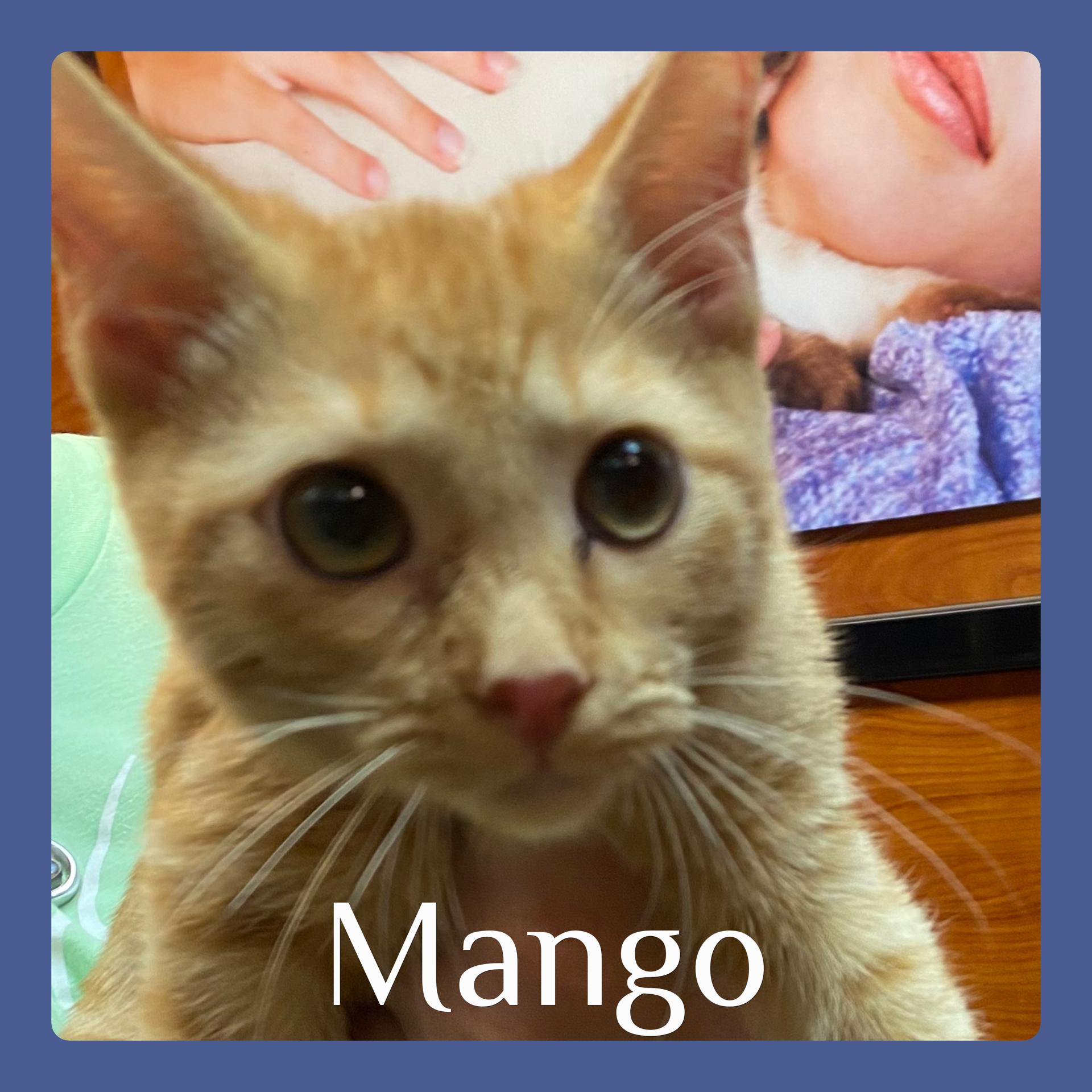 MANGO
