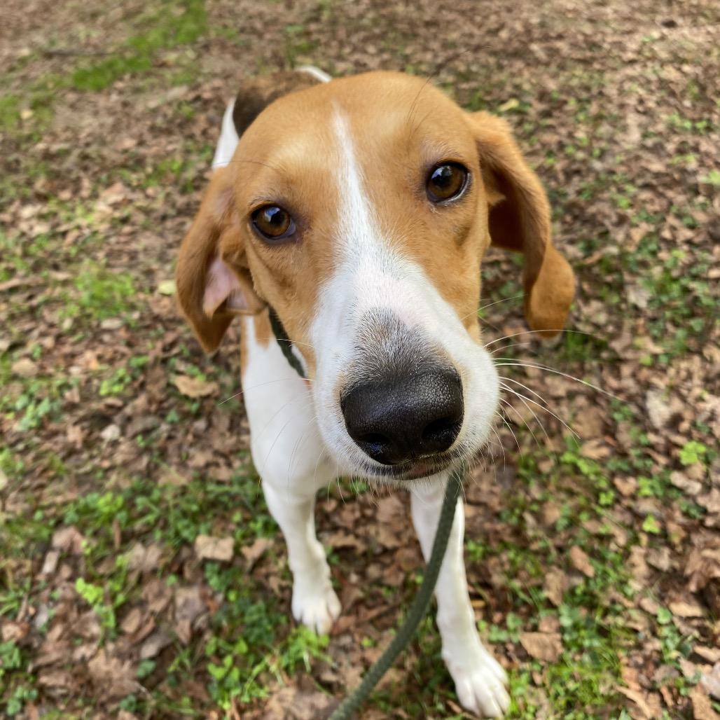 Fibonacci, Adoptable, Young Female Mixed Breed.